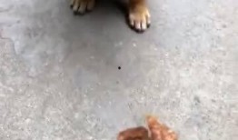 老二狗的外婆爆料视频在线观看,独家内容首次曝光