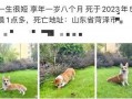 女子爆料杀柯基视频,残忍行径引发社会关注