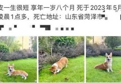女子爆料杀柯基视频,残忍行径引发社会关注