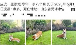 女子爆料杀柯基视频,残忍行径引发社会关注
