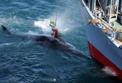 日本人捕鲸爆料视频播放,日本捕鲸内幕曝光视频引发全球关注