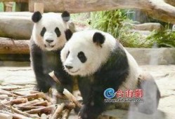 熊猫兄弟爆料是哪一集视频,揭秘哪一集视频引发网友热议